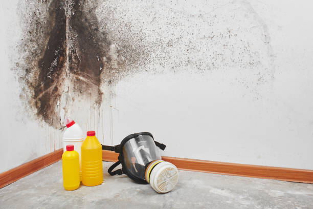 Best Home Mold Removal  in Crystal, MN