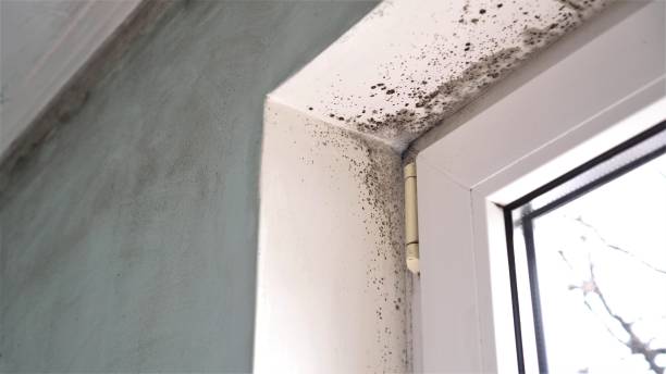 Best Mold Removal Specialists  in Crystal, MN