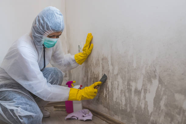 Professional Mold Removal in Crystal, MN