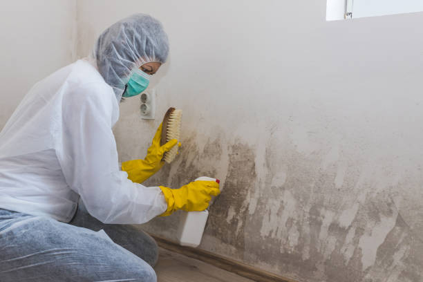Best Fast Mold Removal  in Crystal, MN