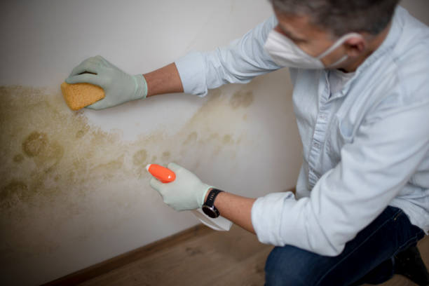 Best Attic Mold Removal  in Crystal, MN