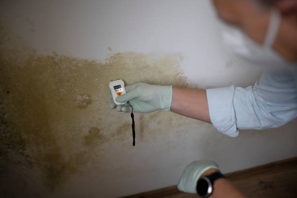Best Residential Mold Removal  in Crystal, MN