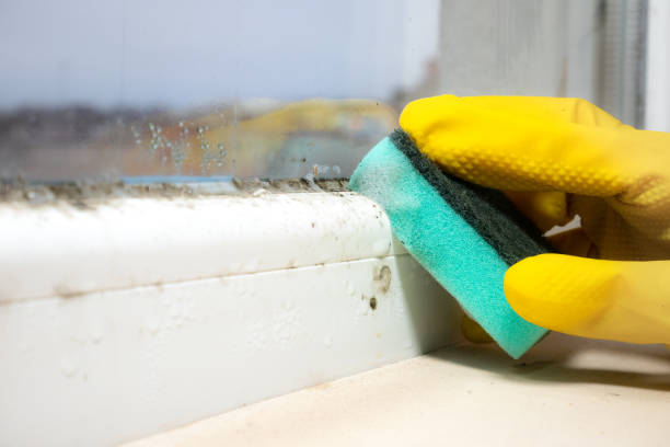 Best Mold Removal Process  in Crystal, MN