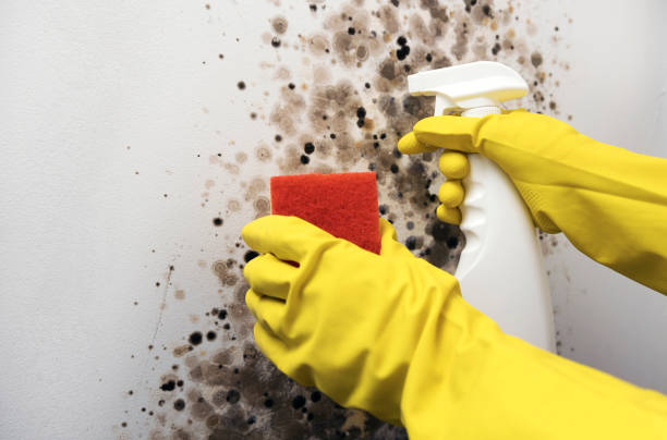 Best Emergency Mold Removal  in Crystal, MN
