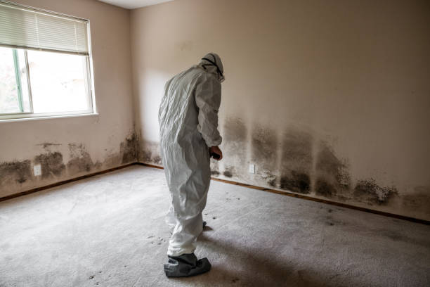 Mold Removal Process in Crystal, MN