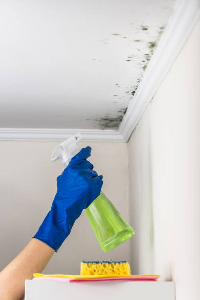 Mold Removal Process in Crystal, MN